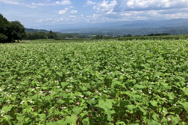 そばの花の開花状況